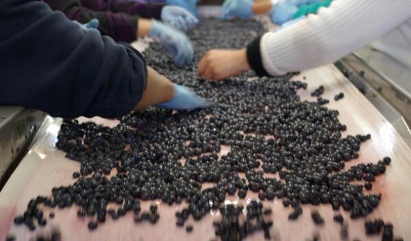 sorting-grapes