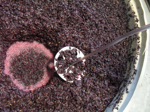 pinot10-010-479x359